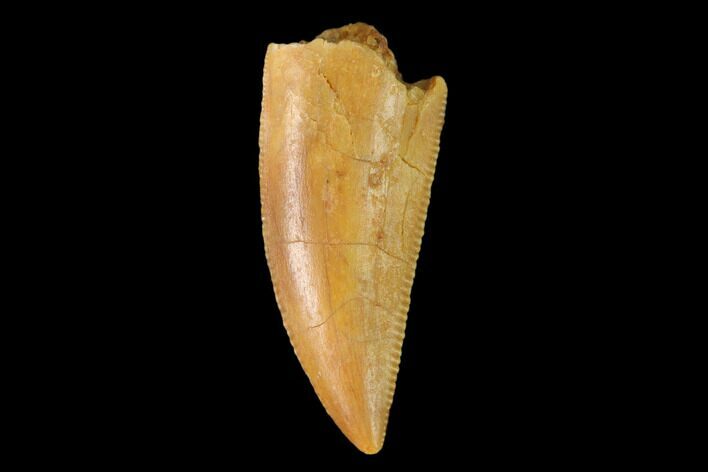 Serrated, Raptor Tooth - Real Dinosaur Tooth #137206